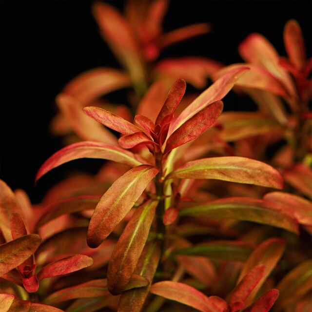 Rotala ramosior "Sunset"
