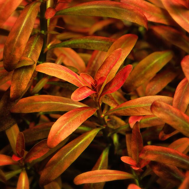 Rotala ramosior &quot;Sunset&quot;