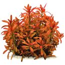 Rotala ramosior "Sunset"