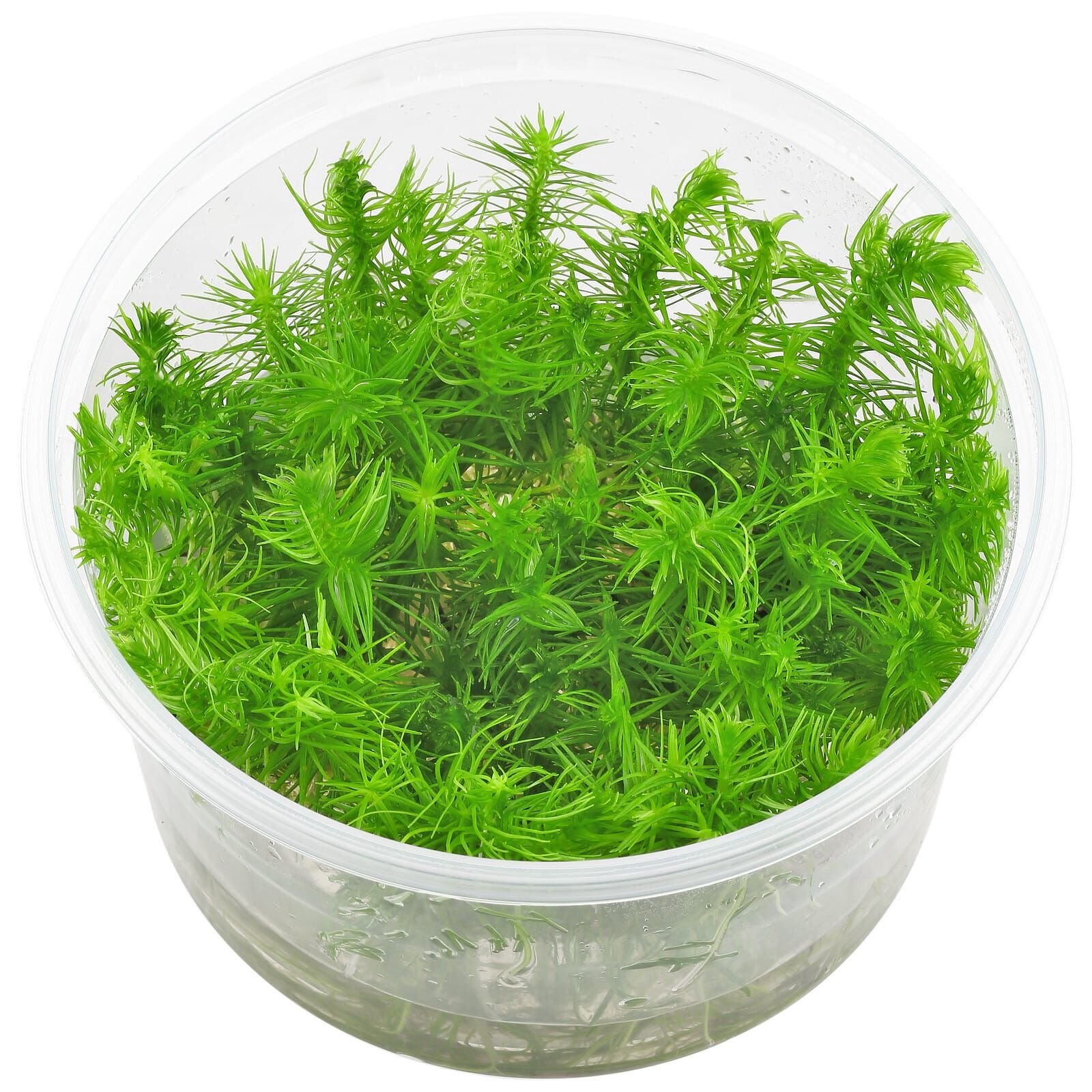 Pogostemon deccanensis