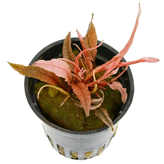 Cryptocoryne wendtii 'Flamingo' ('Pink Panther')