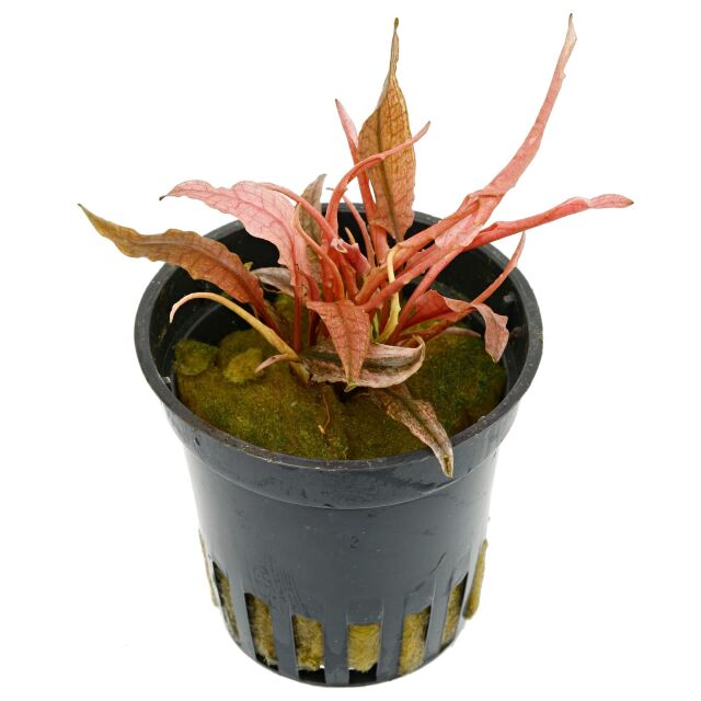 Cryptocoryne wendtii 'Flamingo' ('Pink Panther')