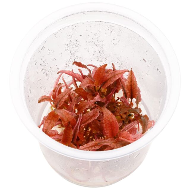 Cryptocoryne wendtii 'Pink Panther'