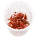 Cryptocoryne wendtii Flamingo (Pink Panther)