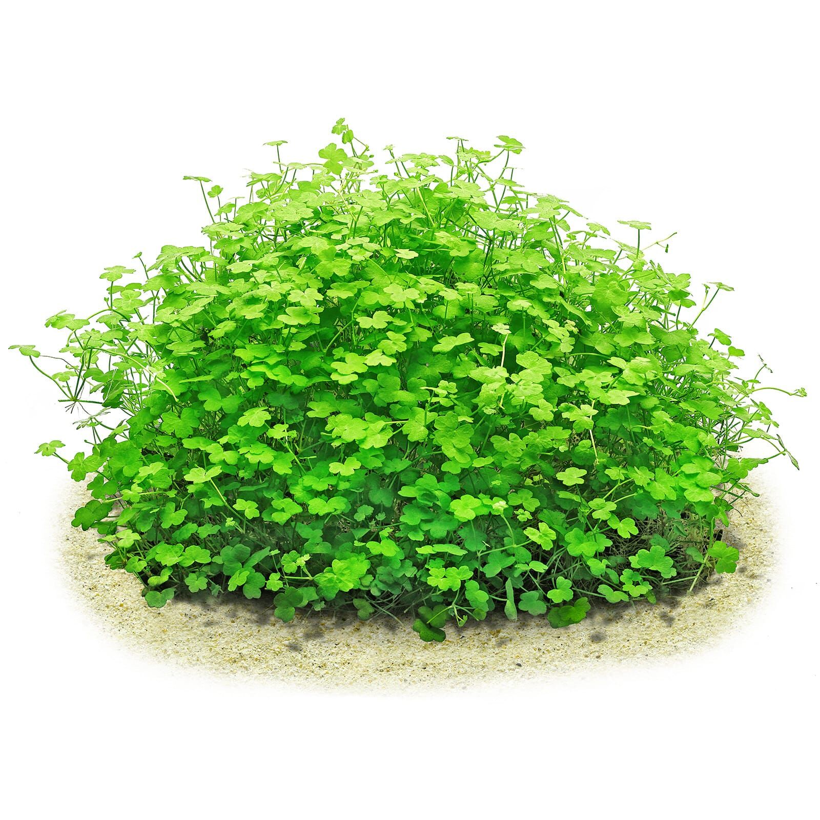 Hydrocotyle cf. tripartita "Mini"