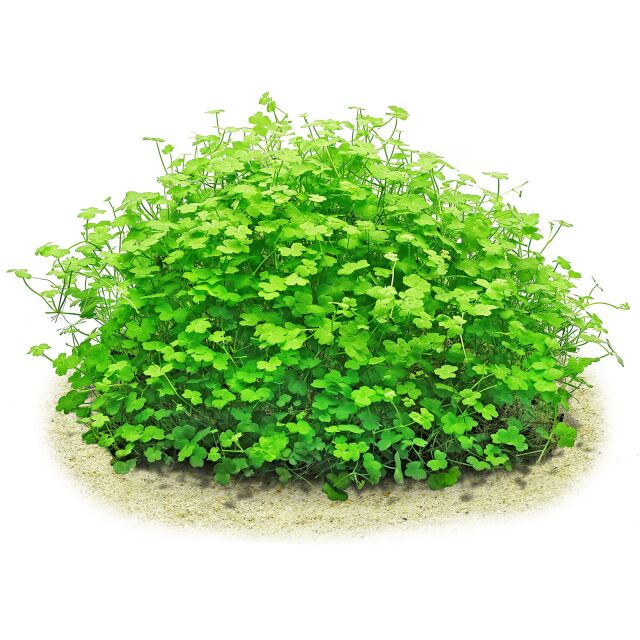 Hydrocotyle cf. tripartita "Mini"
