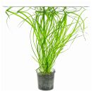 Helanthium bolivianum Angustifolius