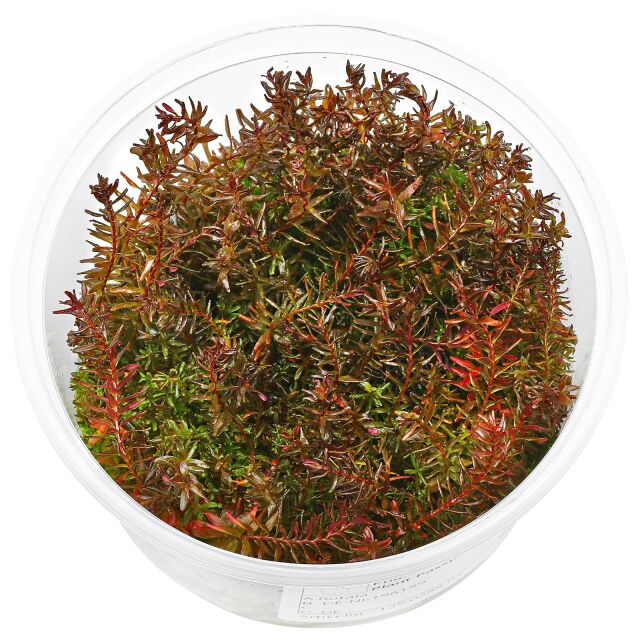 Rotala macrandra 'Butterfly'