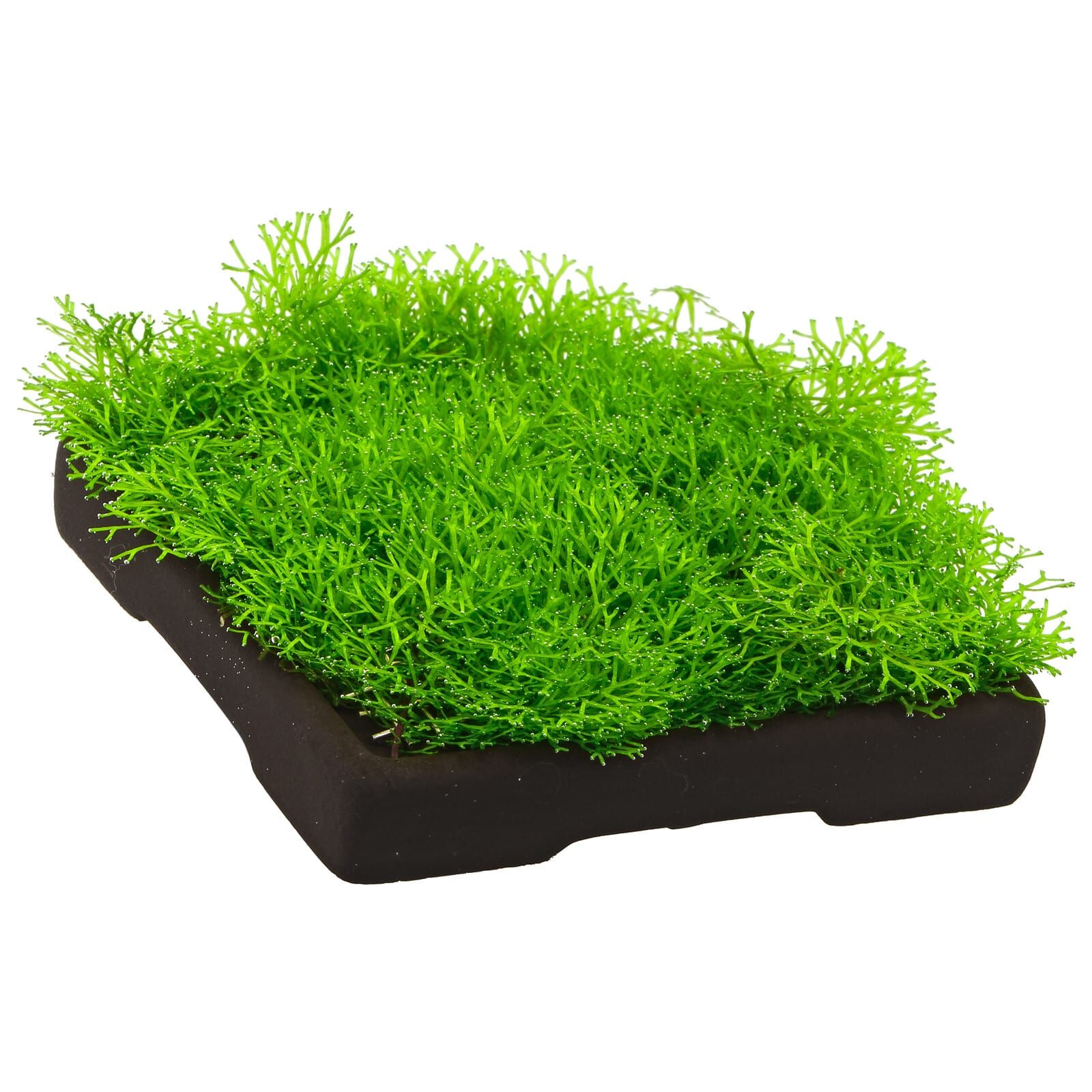 Riccia sp. "Dwarf"