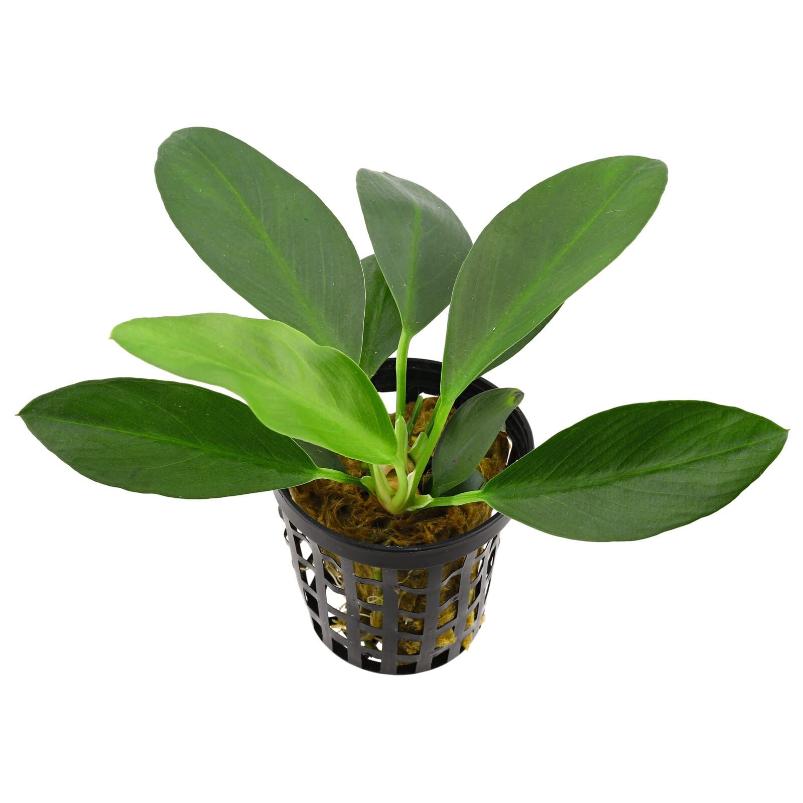Anubias afzelii ("congensis")
