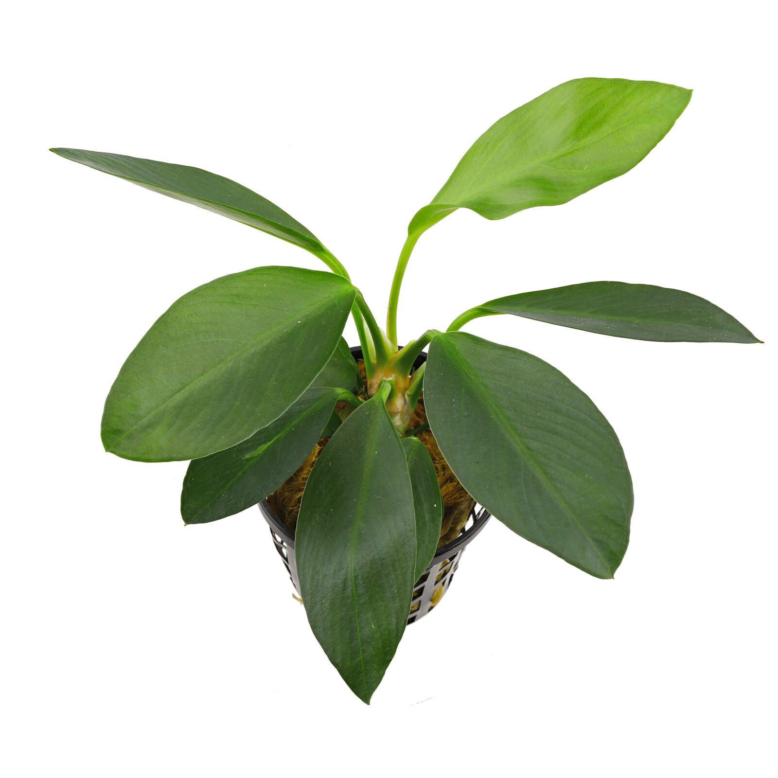 Anubias afzelii ("congensis")