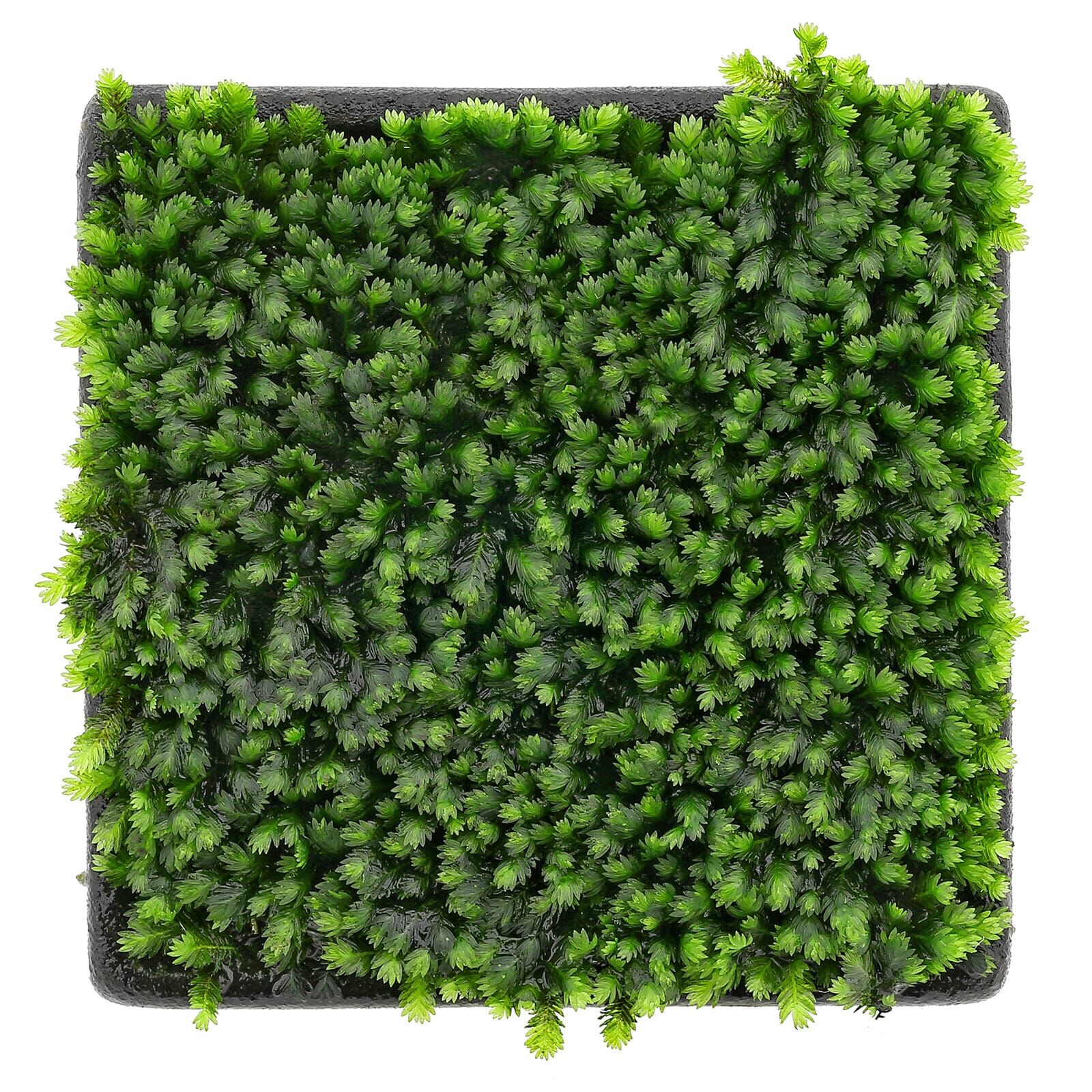Fissidens sp. "Vietnam"