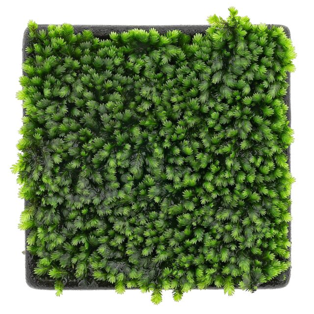 Fissidens sp. "Vietnam"