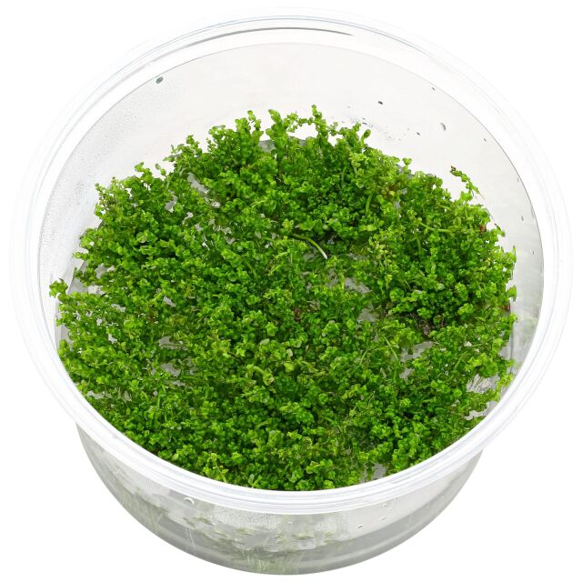 Rotala macrandra 'Pearl'