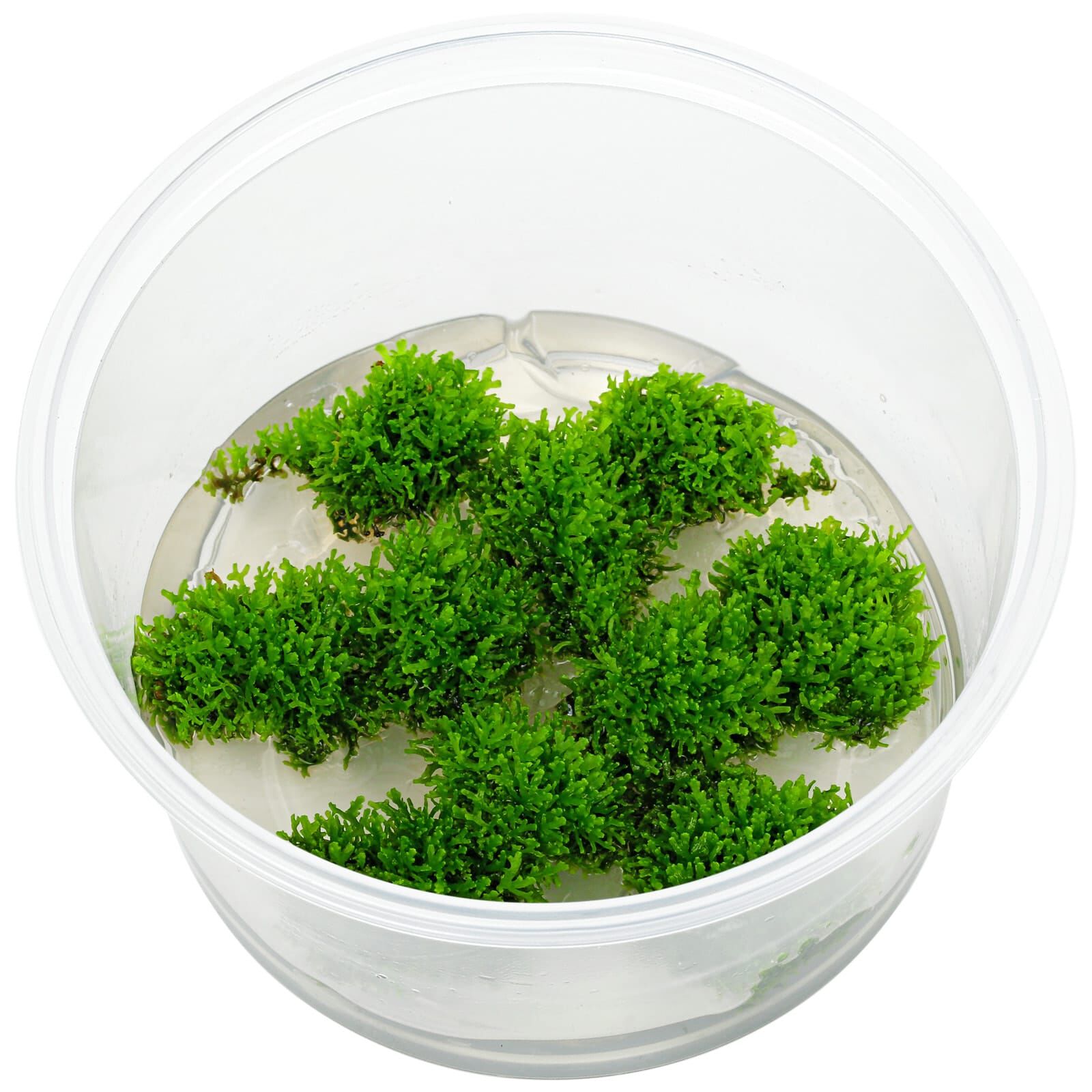 Riccardia sp. "chamedryfolia"