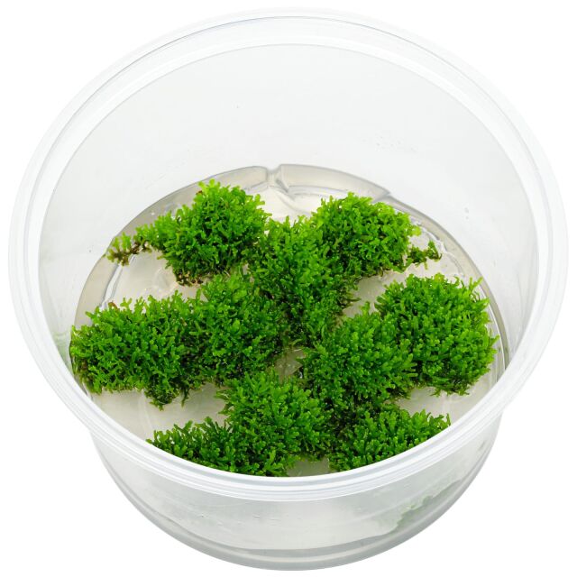 Riccardia sp. &quot;chamedryfolia&quot; - in Vitro XL