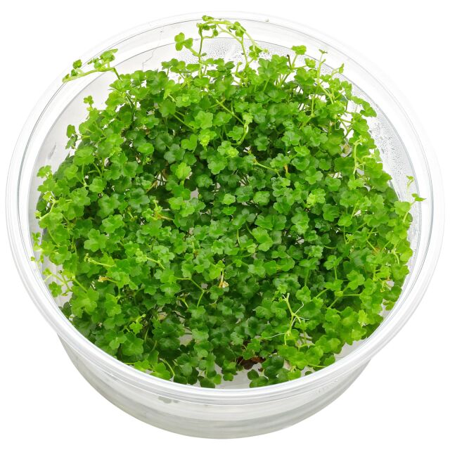 Hydrocotyle cf. tripartita "Mini"
