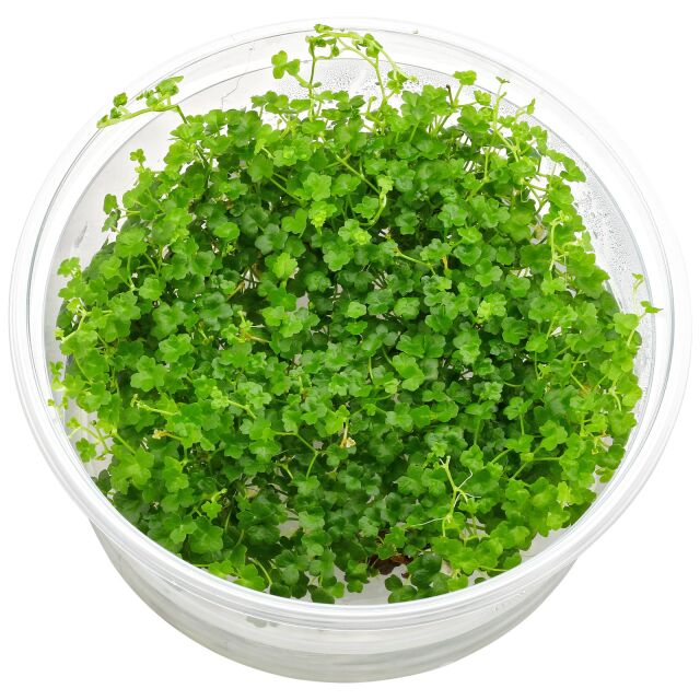 Hydrocotyle tripartita &quot;Mini&quot; - in Vitro XL