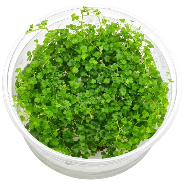 Hydrocotyle tripartita "Mini" - in Vitro XL