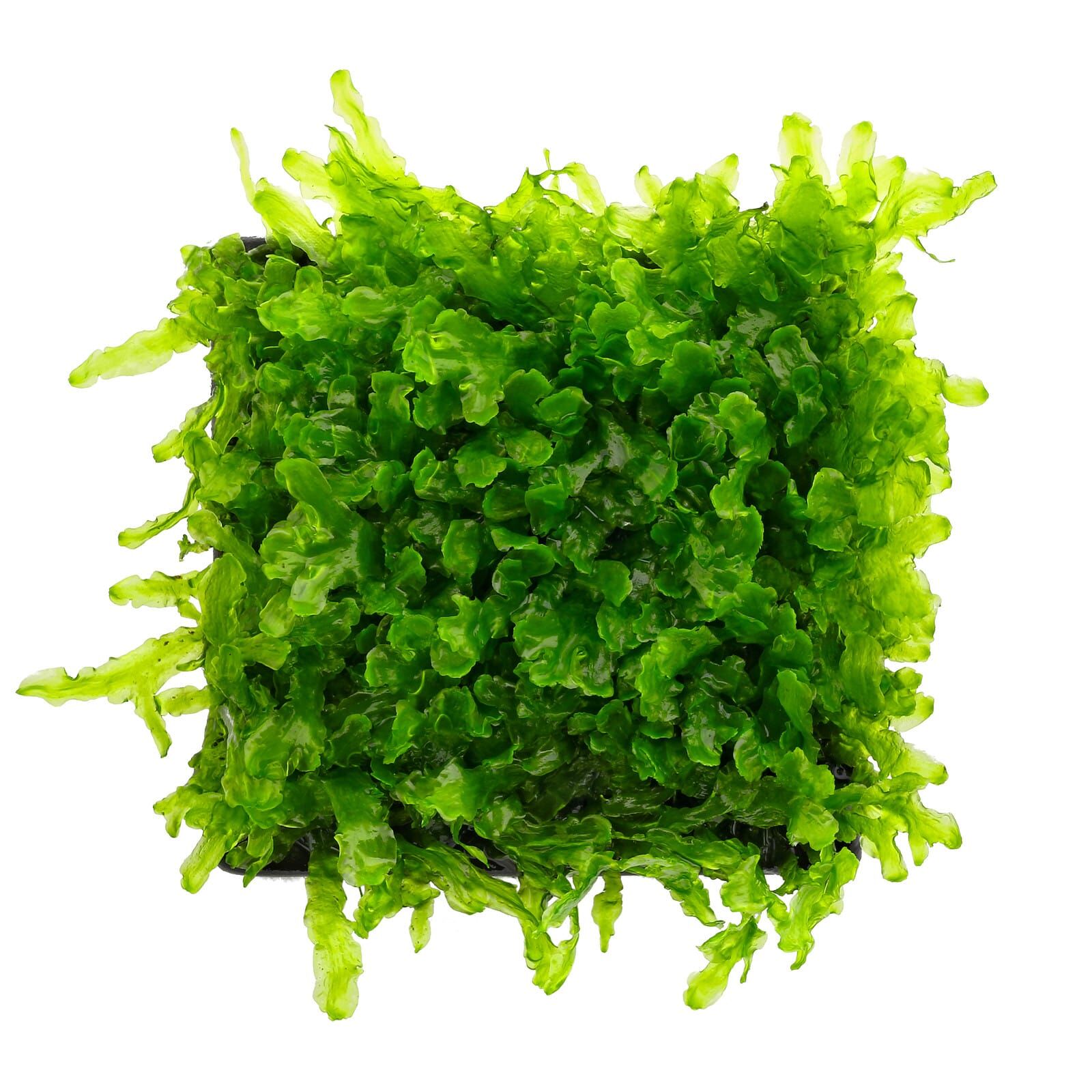 Pellia sp.