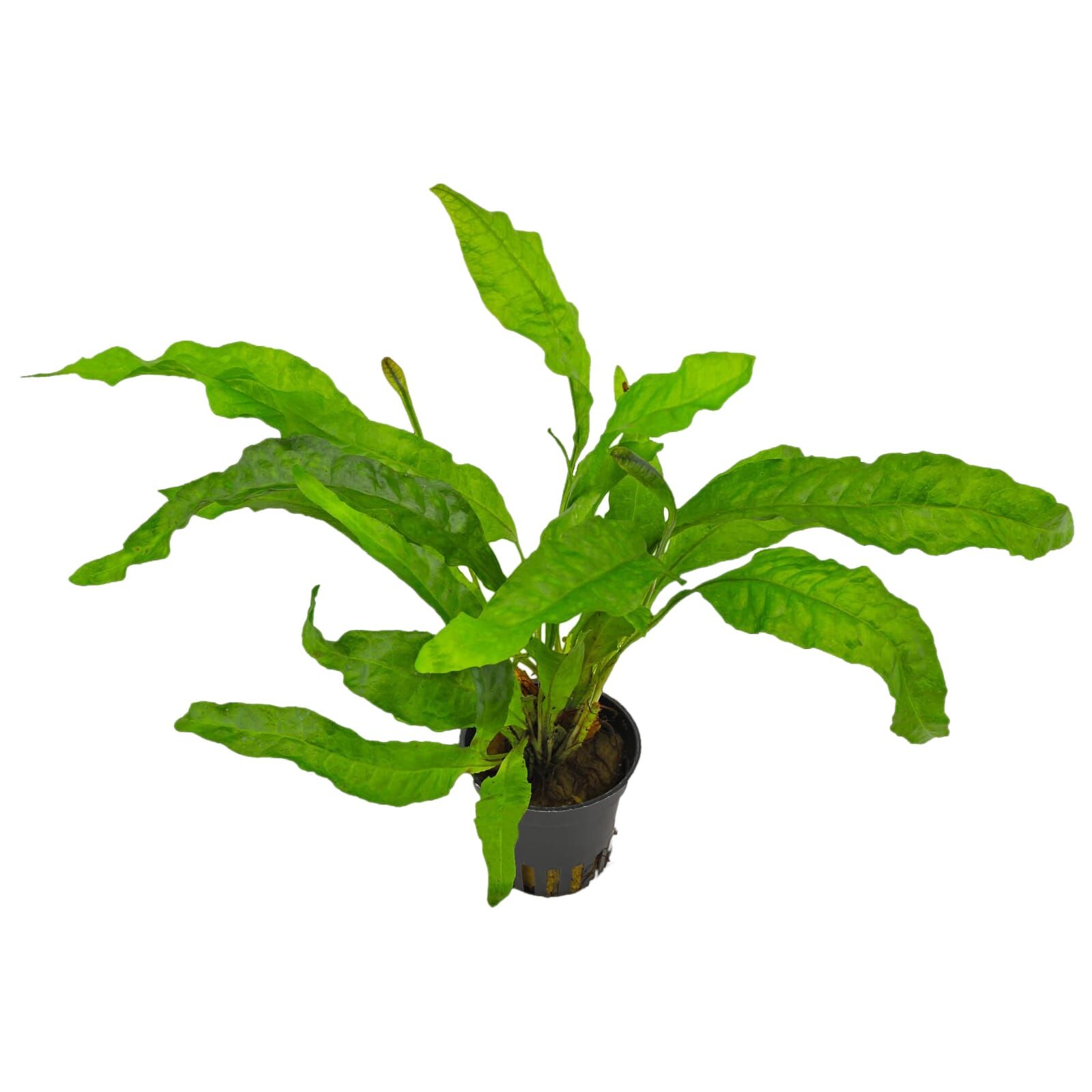 Microsorum pteropus "Latifolius"