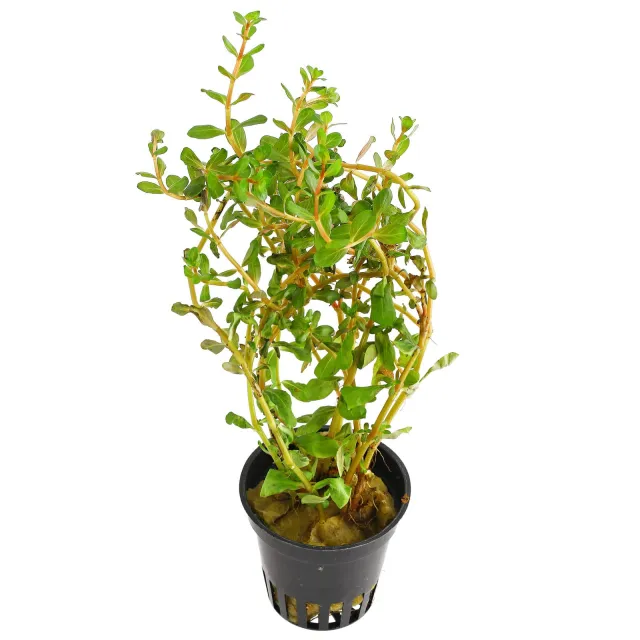 Rotala rotundifolia "Gia Lai" / "H'Ra"- Topf