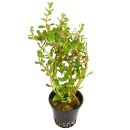 Rotala rotundifolia "Gia Lai" /...