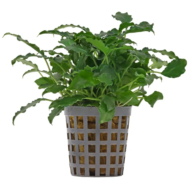 Schismatoglottis prietoi - Topf