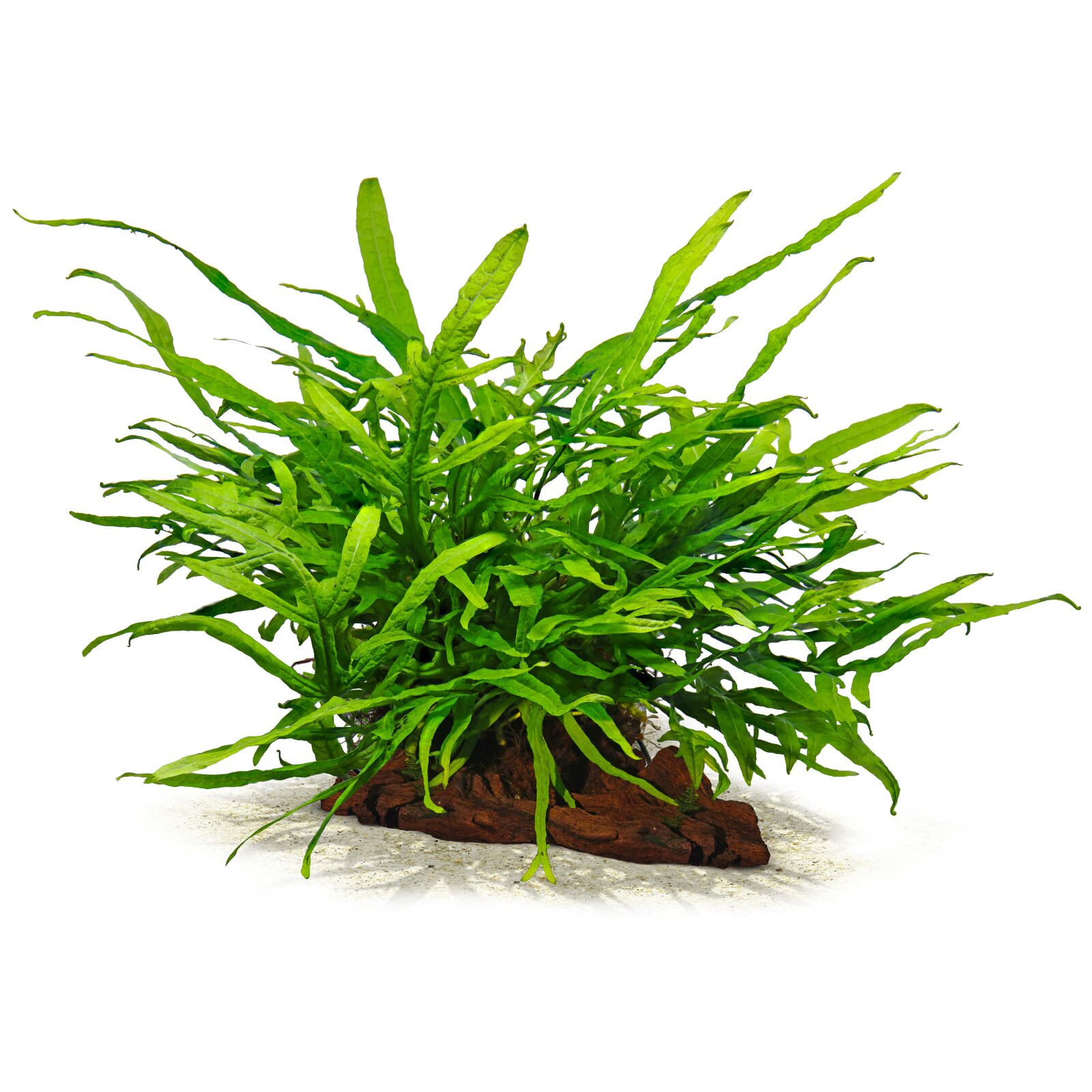 Microsorum pteropus 'Trident Large'