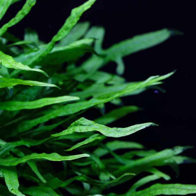 Microsorum pteropus 'Trident Large'