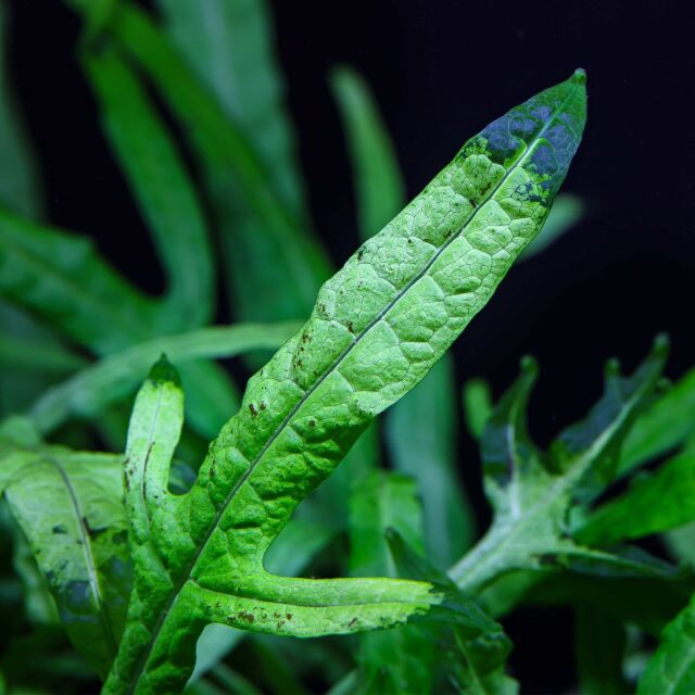 Microsorum pteropus 'Trident Large'
