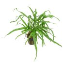 Microsorum pteropus Trident Large - Topf