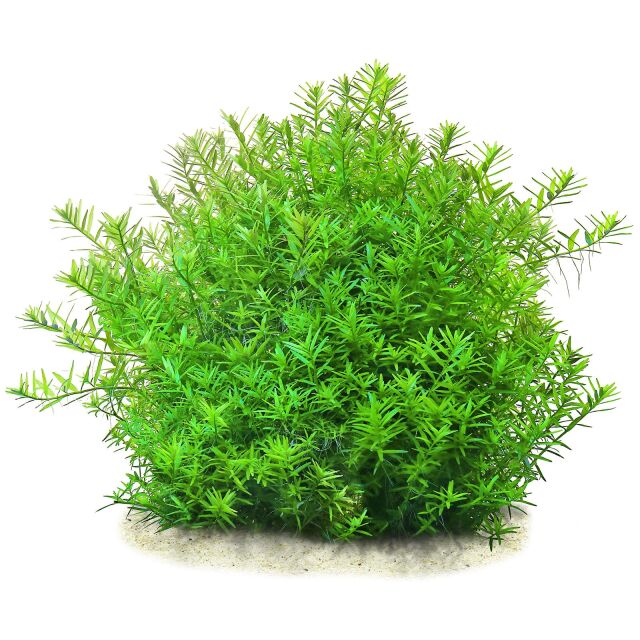 Rotala rotundifolia 'Pink'