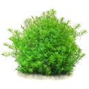 Rotala rotundifolia Pink