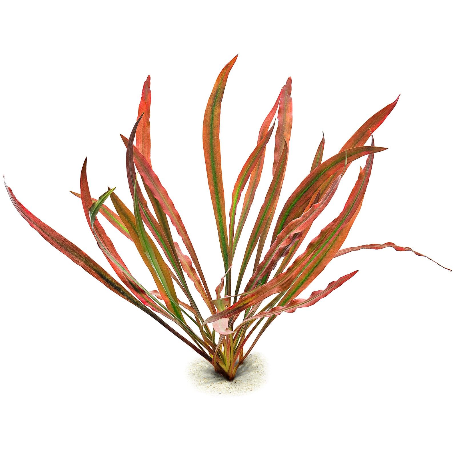 Cryptocoryne spiralis 'Red'