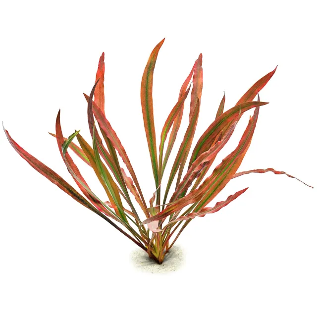cryptocoryne-spiralis-red_1.webp