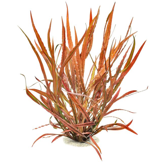 Cryptocoryne spiralis 'Red'