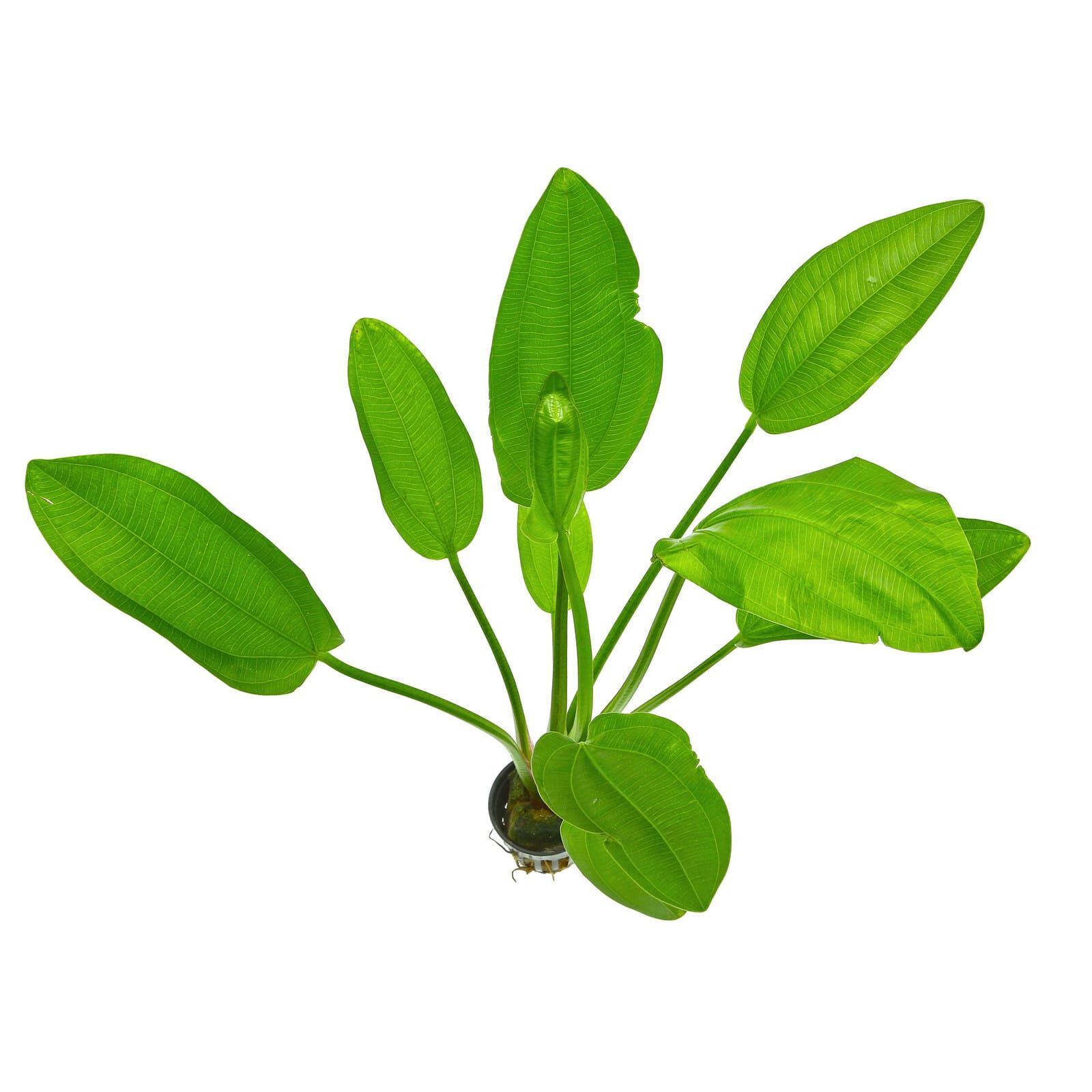 Echinodorus cordifolius "Fluitans"