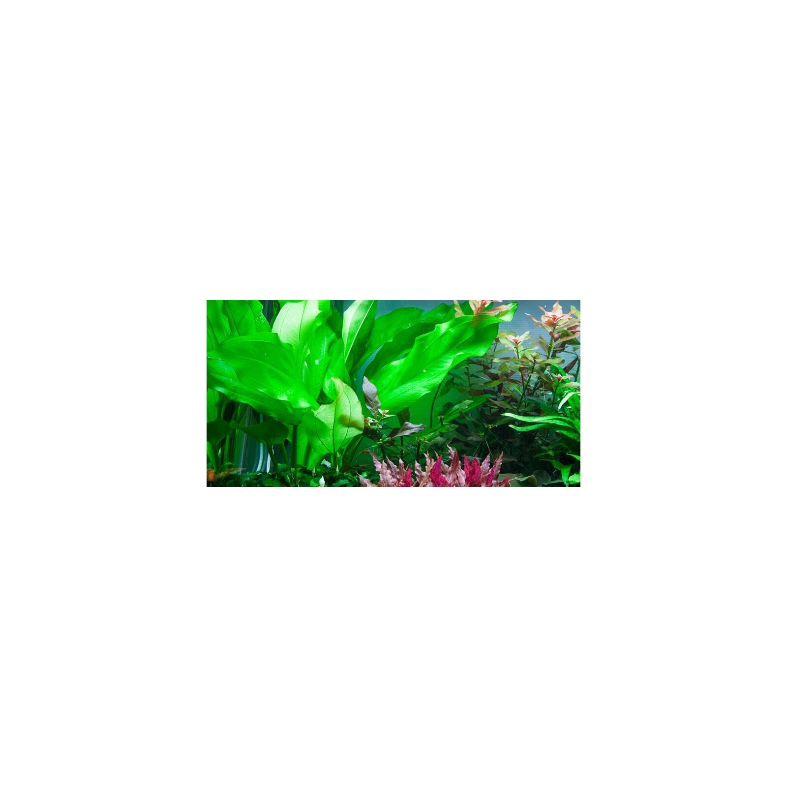Echinodorus cordifolius "Fluitans"