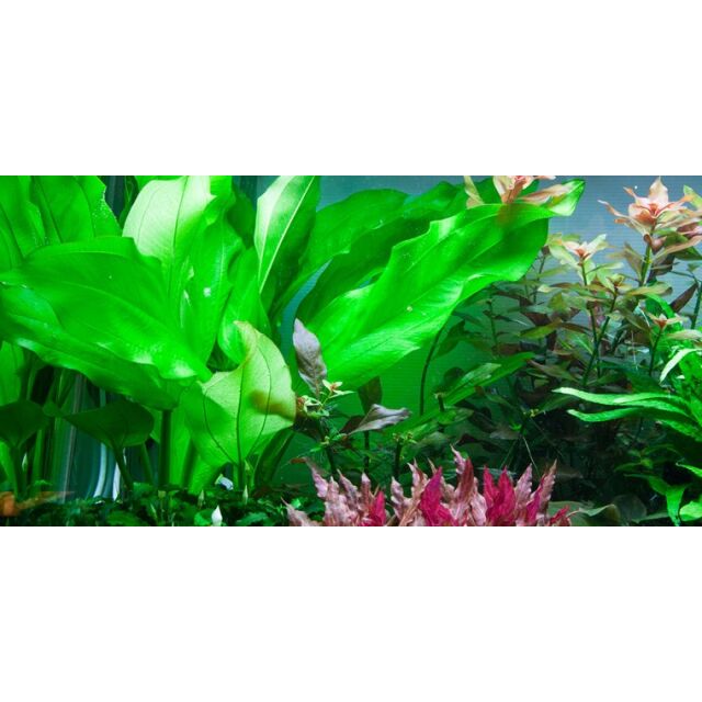 Echinodorus cordifolius "Fluitans"