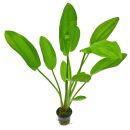 Echinodorus cordifolius "Fluitans" - Topf