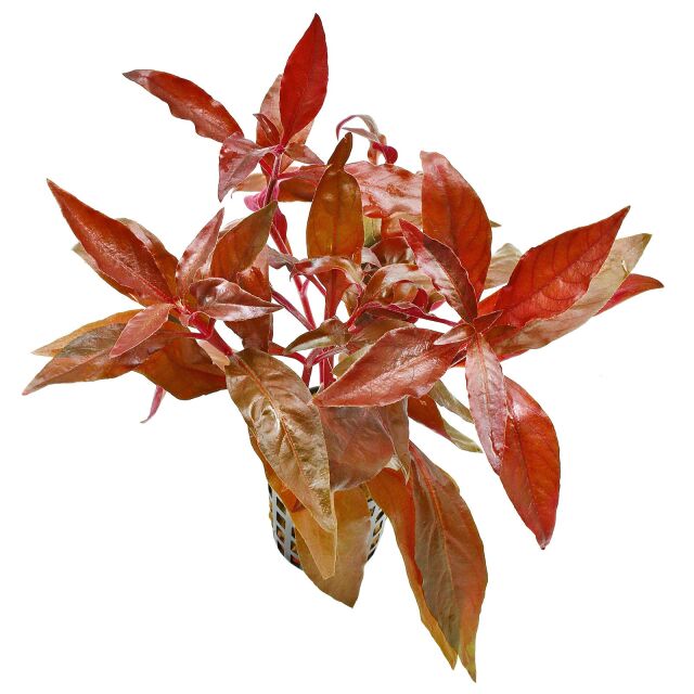 Alternanthera reineckii 'Cardinalis' - Topf