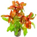 Ammannia gracilis - Topf