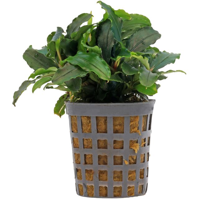 Bucephalandra sp. "Theia Green"