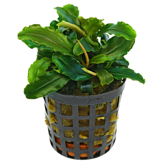Bucephalandra sp. "Theia Green"