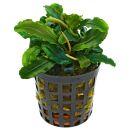 Bucephalandra sp. "Theia Green" - Topf