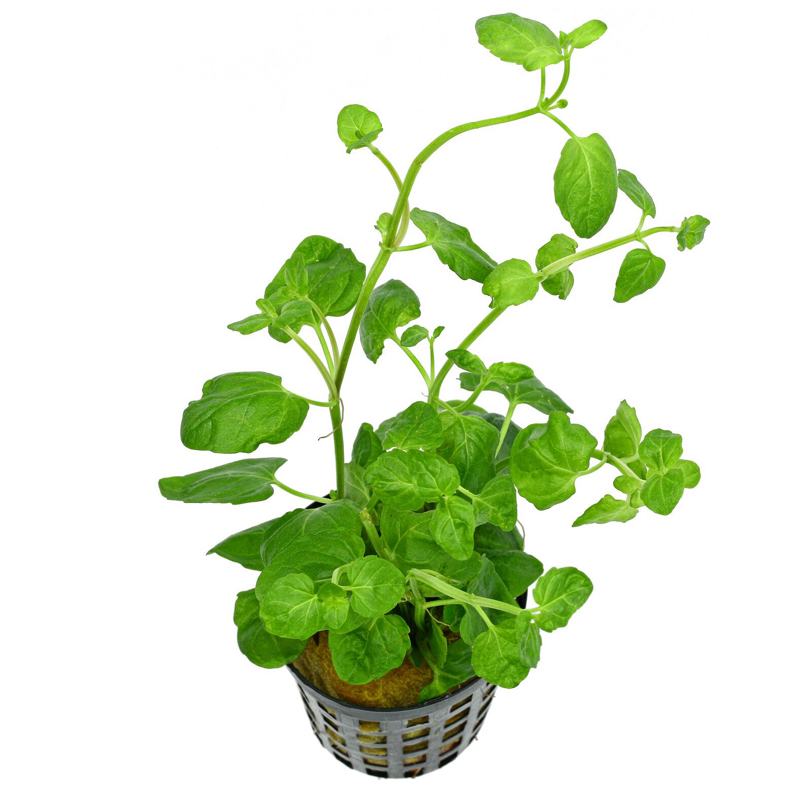Clinopodium brownei