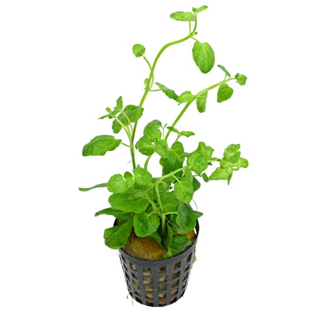 Clinopodium brownei