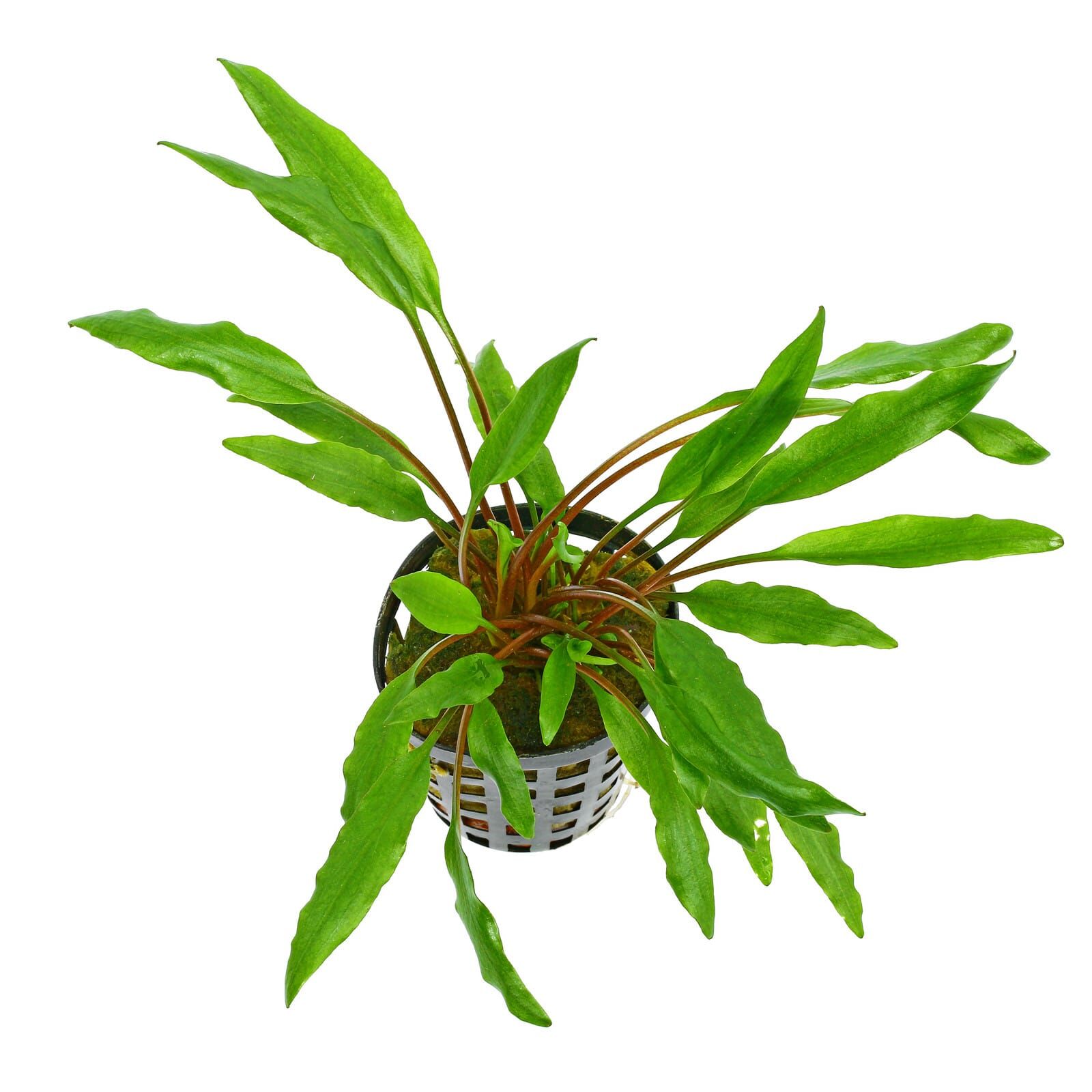 Cryptocoryne undulata 'Green'