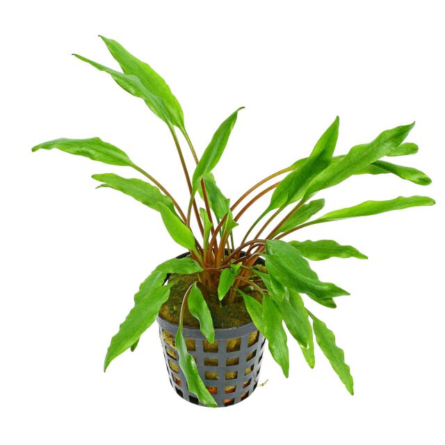 Cryptocoryne undulata 'Green' - Topf